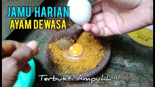 Jamu Harian Ayam Dewasa | Rawatan Ayan