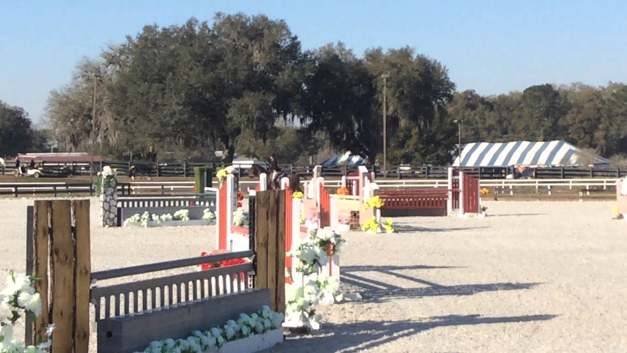 Equitation Horse for Sale NJ, PA, FL YouTube