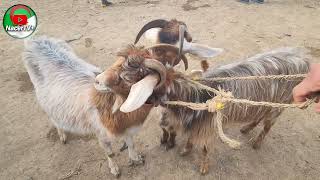 آخر اخبار اسعار الماعز لسنة 2026 : الماعز البلدي باطل أما الحر غالي و ناقص في السوق !؟ سوق المواشي ؟