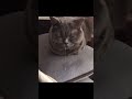 Funny Cat Videos - Drooling Cat | Cat And Video #Shorts