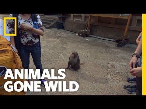 a-primate-pickpocket-|-animals-gone-wild