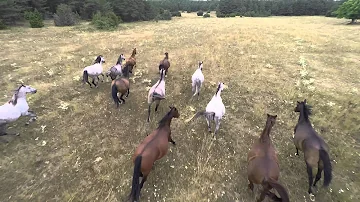 Comment s'appelle un troupeau de chevaux ?
