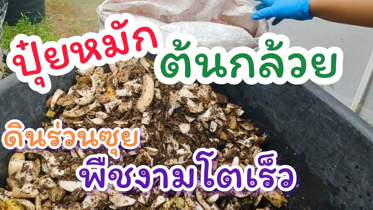 ปุ๋ยหมักจากต้นกล้วย ช่วยให้ดินร่วนซุย พืชงามโตเร็ว