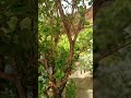 Buxus microphylla japonica Green Beauty #nature