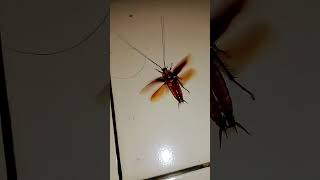 flying cockroach in the wall # short