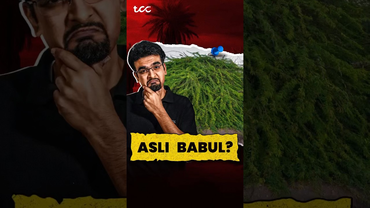 Asli babul kaunsa hai ?