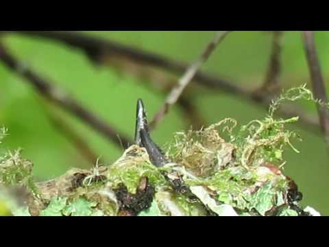 Baby rufous hummingbirds
