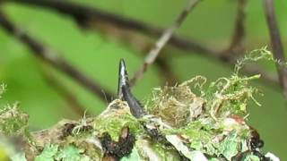 Baby rufous hummingbirds