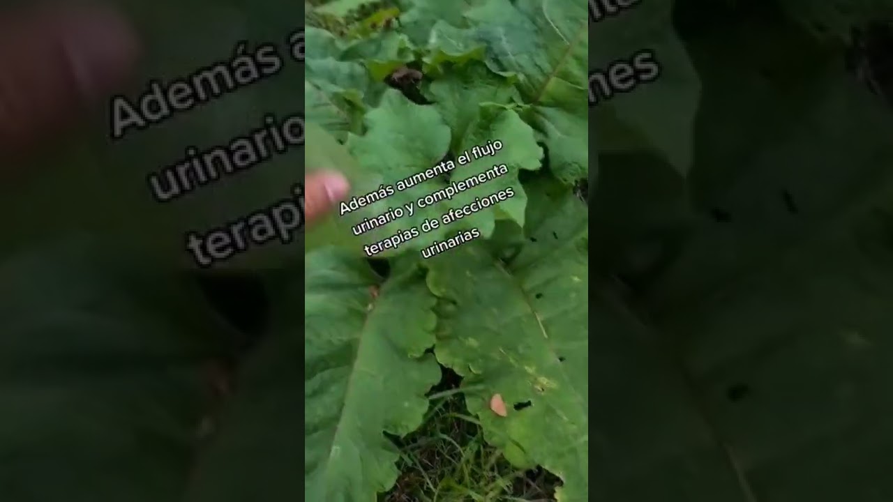 📍Usos de la BARDANA 🍃