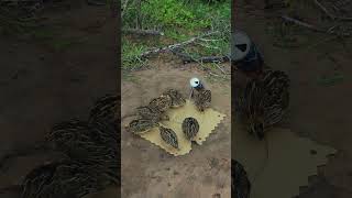Simple and Quick Effective Quail Trap Technique Making From Cardboard Paper #youtube
