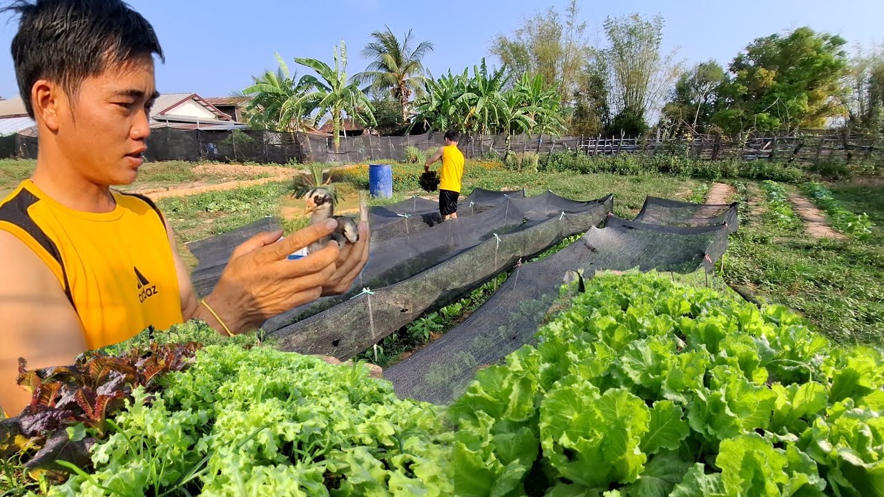 สวนผักบ่าวเอื้อบ่าวน้ำสวยมากๆๆ