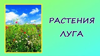 Окружающий мир. Растения луга.