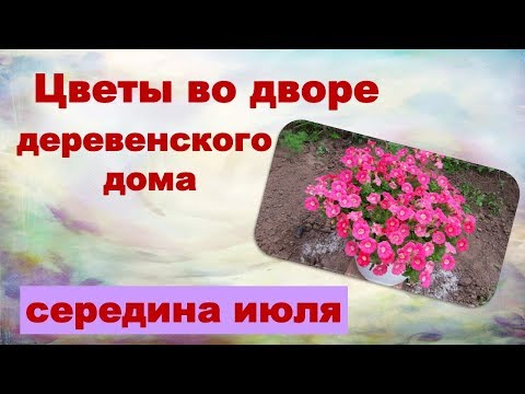 Цветы по дворе деревенского дома. Середина лета.