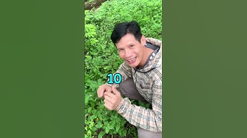 Cùng Tìm Hiểu Về Cây Cúc Áo Hoa Vàng #thuocnam #caythuocnam #thaoduoc #dongy #shorts