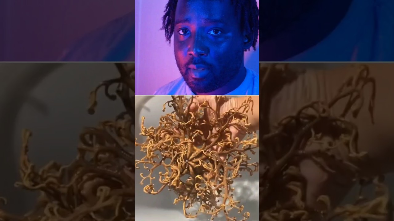 Euryalina : étoile des profondeurs 