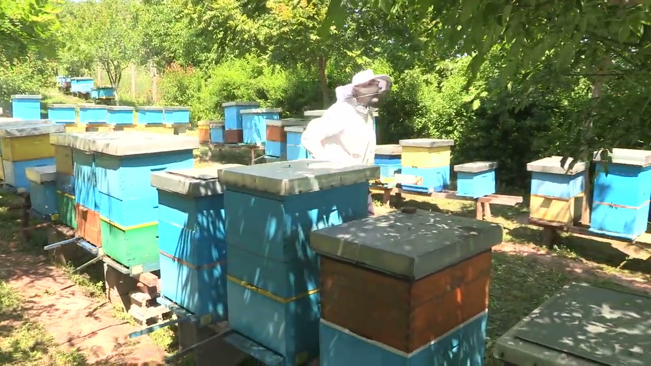 Boja meda ep. 171 15.06.2021. Nastavci i polunastavci, evropska tamna pčela, selidba košnica