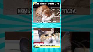 Мемасики про котиков часть 303 #meme #funny #shorts