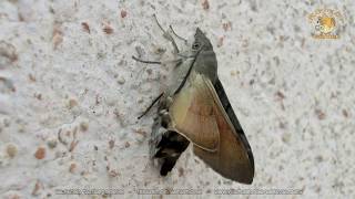 Hummingbird hawkmoth emerging and unfolding wings