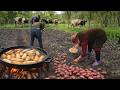 Village Grandma’s Secret Recipe | Mixed Meat, Rice & Potato Pirozhki