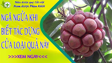 Quả na rừng, ngã ngửa khi biết sự thật về tác dụng của loại quả này