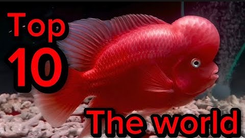 Top 10 loài cá la hán đẹp nhất thế giới Top 10 most beautiful arhat fish species in the world
