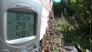How fast can honey bees fly?