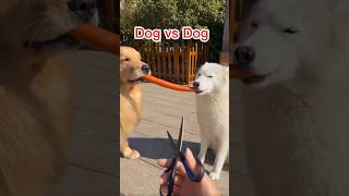 Dog vs Dog 📢 Funny Video #funny