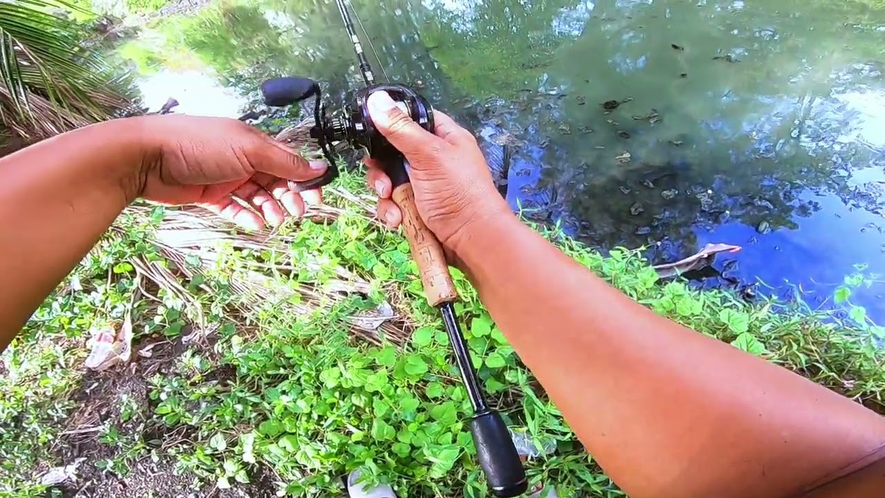 ตกปลาช่อนข้างด้วย Splitshot rig