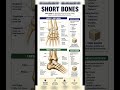 what is short bone ? and what are short bones ? skeletal system