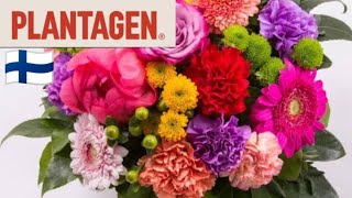 Plantagen Цветочный магазин из Норвегии. Что это за цены? Ландшафтный дизайн в Финляндии. Обзор 2024