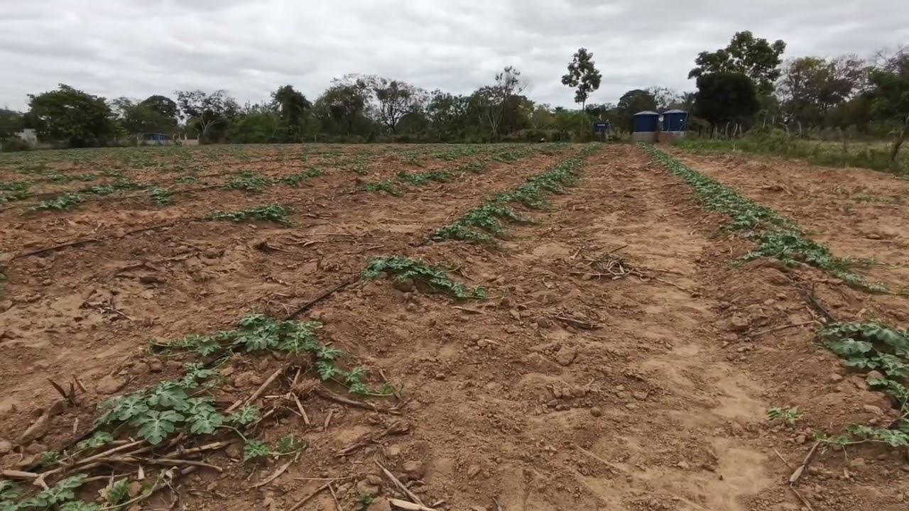 NÃO PLANTO MAIS😱 VÃO MORRER SERÁ?