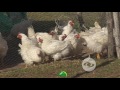 Cría de pollos de engorde en clima frío | La Finca de Hoy