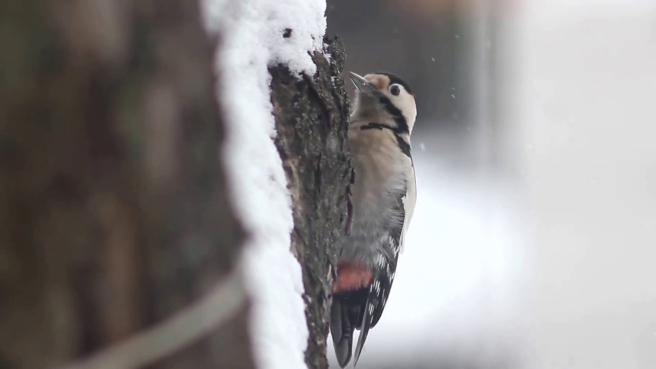 Сирійський дятел Syrian Woodpecker Dendrocopos syriacus Сирийский дятел