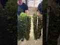 Harvest prep #indoorfarming #hydroponics #verticalfarming #microgreens