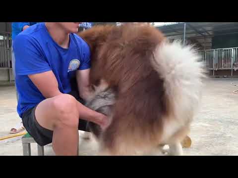 Video: Hai giống chó mới được giới thiệu vào câu lạc bộ kennel Mỹ