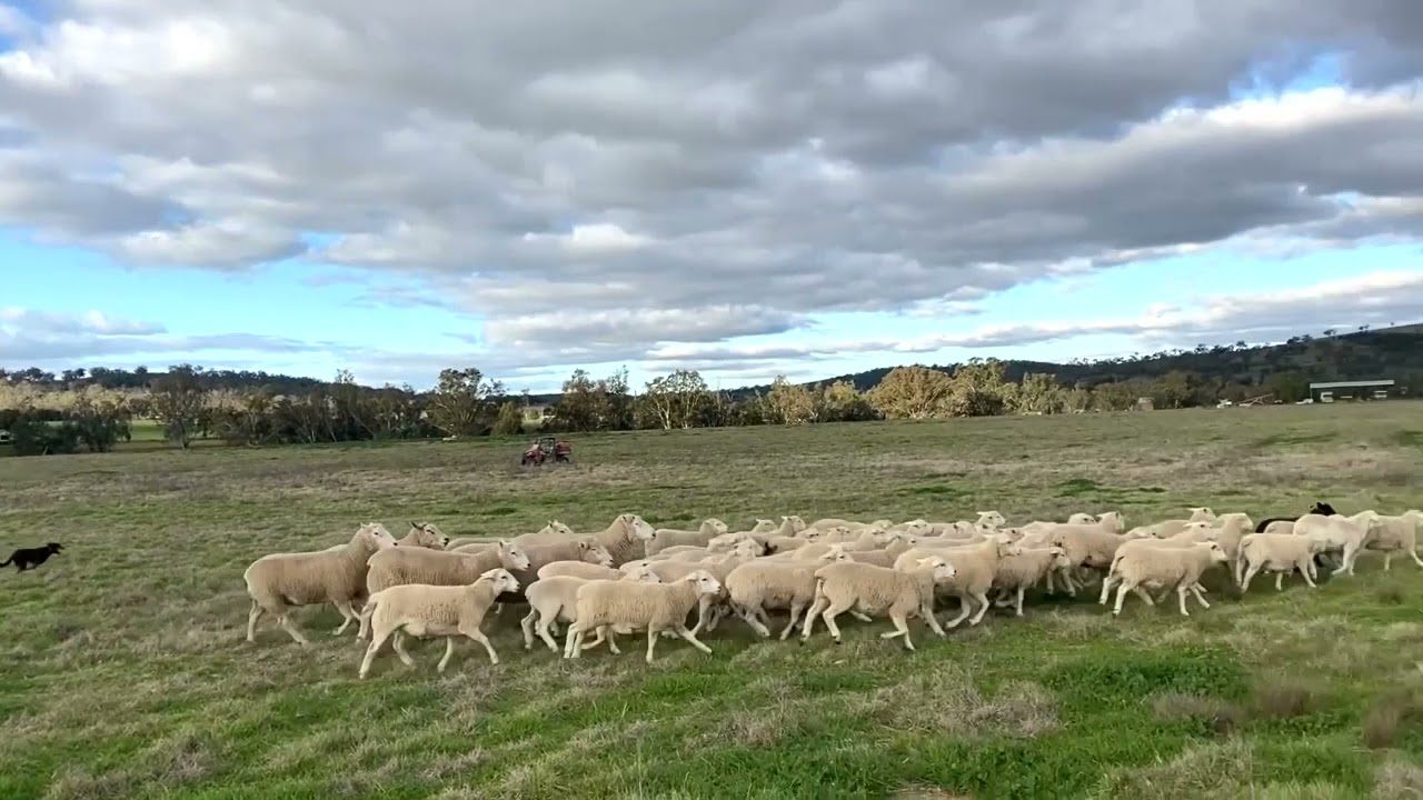 2021 Geurie Golden Collar Working Dog Auction Ardooen Peggy YouTube