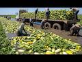 2025’s Biggest Food Rush 💥 50+ Insane Fruit & Veggie Harvests Happening Now