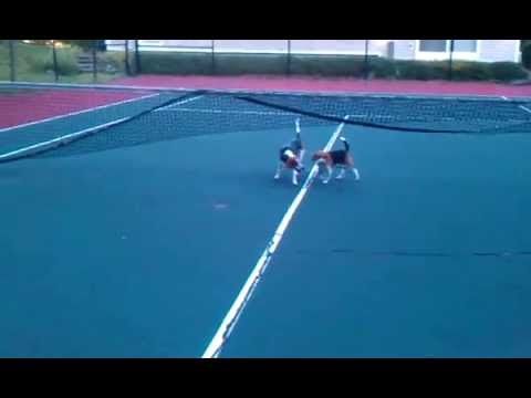 TRIPP & BAILEY IN THE TENNIS COURT