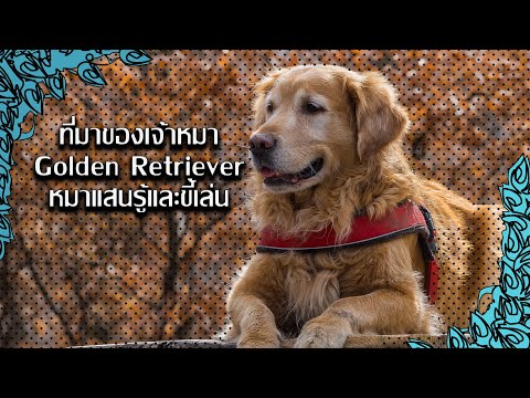 น่าสนมั้ย...Golden Retriever ข้อมูลและประวัติของต้นกำเนิด