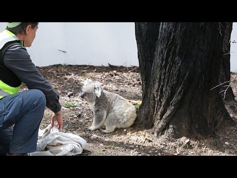 Video: Mai Mulți Australieni, După Un Incident Cu Un Local Yeti, Au Confirmat Că Au Văzut și O Creatură Similară - Vedere Alternativă