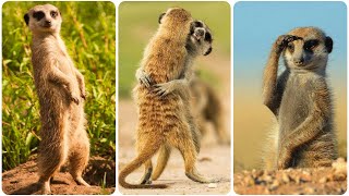 Meerkats: The Ultimate Guide to the World’s Cutest Carnivores