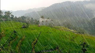 Walking during heavy rain in a beautiful rice field village, the sound of super heavy rain