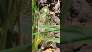 A green frog 🐸