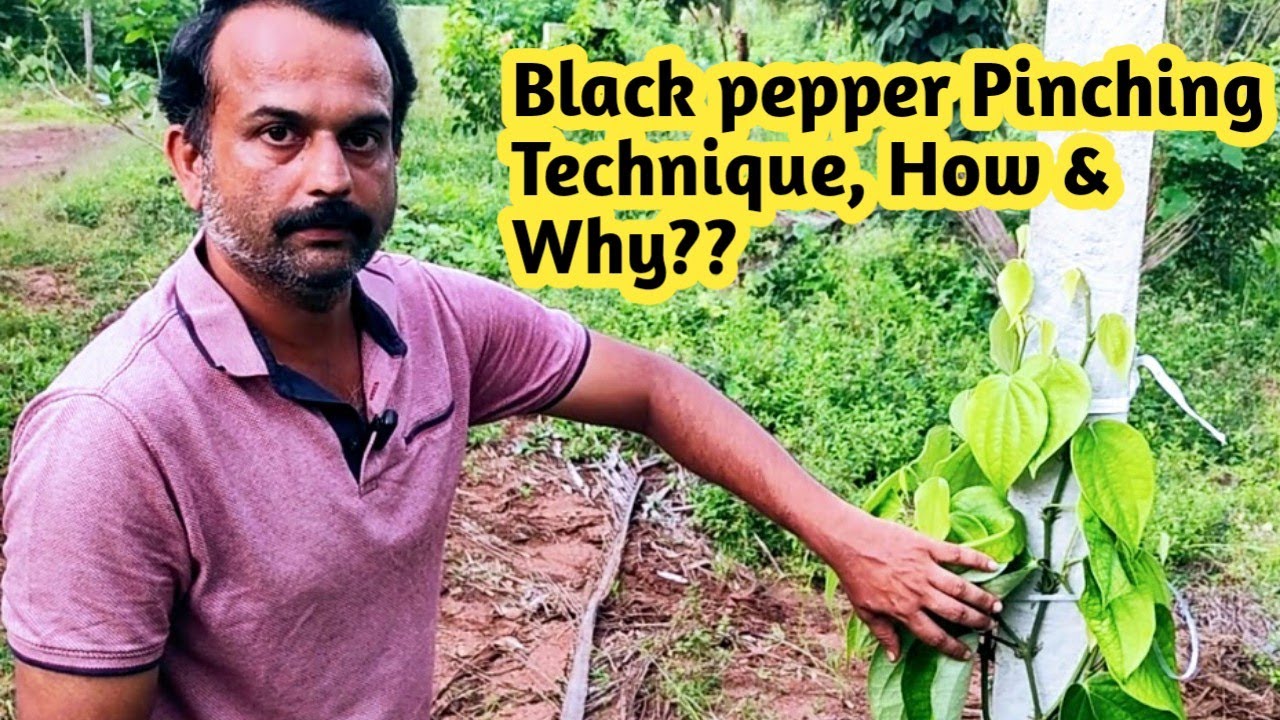 ಕಾಳು ಮೆಣಸು ತುದಿ ಚಿವುಟುವುದು ಯಾಕೆ ಮತ್ತು ಹೇಗೆ ??