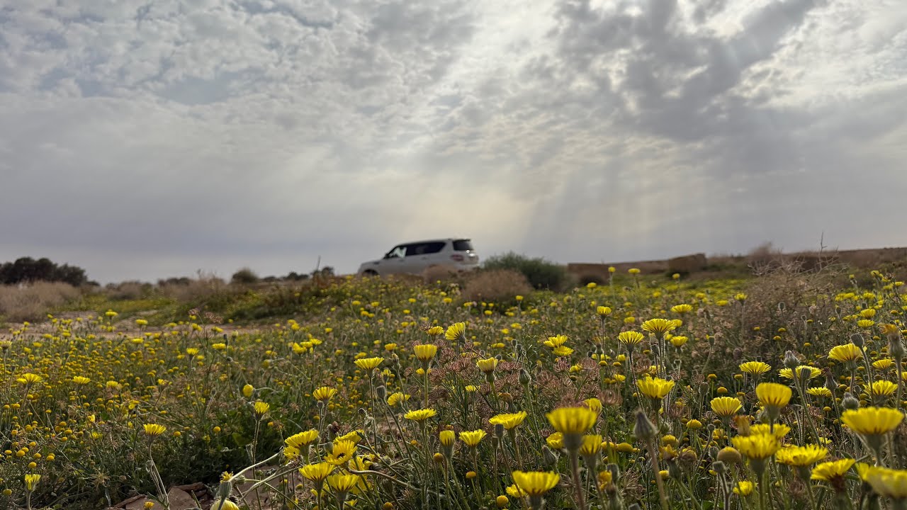 شعيب الطافحة والطوقي وكسر مزيرع وروضة خريم والمسعودي  … جولة ربيعية مميزة 