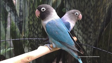 Lovebird Chirping Sounds 7 Hours - Blue & Cobalt Personata