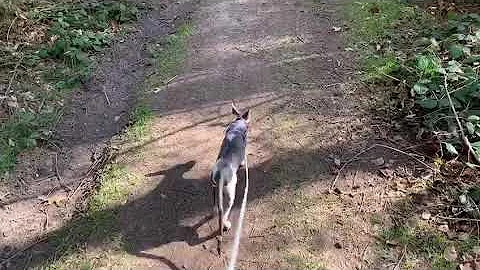 Video 5544091: cattery cornish rex, cornish rex cat, cornish rex love, forest walk, cat chaton