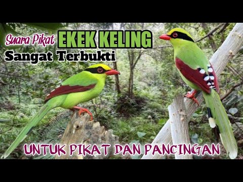 Suara Pikat Burung Ekek Keling. Untuk Pikat Dan Pancingan. Sangat Terbukti.