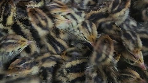 Hatching quails egg at home - ấp trứng cút tại nhà