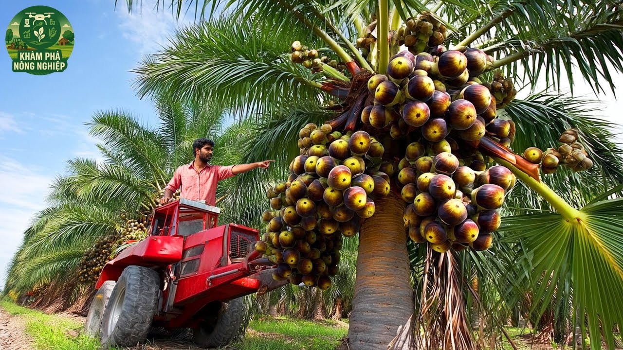 Cách Nông Dân Ấn Độ Thu Hoạch Cây Thốt Nốt – Biến Giọt Nhựa Thành Đường Và Rượu Cực Đắt Giá!